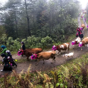 Black Sea highland migration