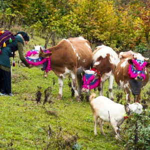 Black Sea Highlands