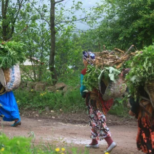 Black Sea Highlands