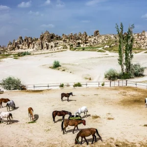 Horse Safari Farms