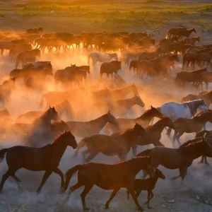 Cappadocia Horses