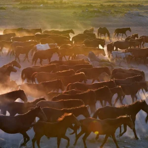 Horses of Cappadocia