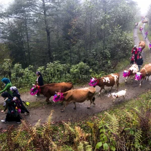 Black Sea Highland Migration