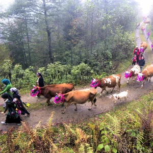 Giresun Villages Highland Migration