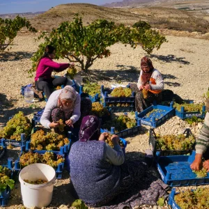 Grape harvest in Cappadocia