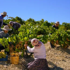 Grape Harvest in Cappadocia 