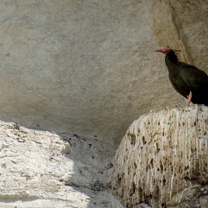 Keleynak Birds - Urfa 