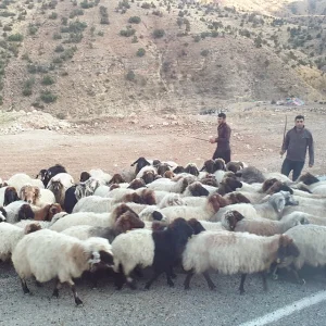Village Life Mardin