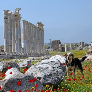 Laodicea