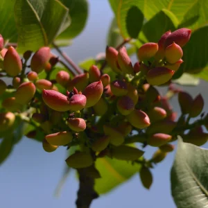Green Pistachios Gaziantep
