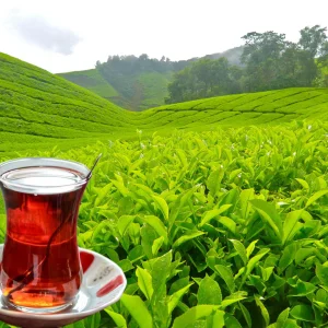 Tea Garden - Rize