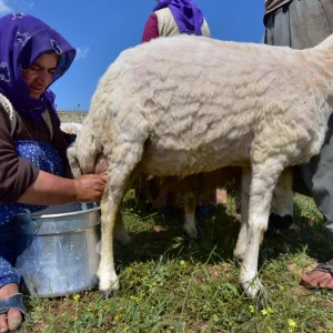Nomad Life in Anatolia