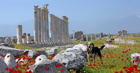 Tour de la antigua Jonia desde Ankara - 4 Días