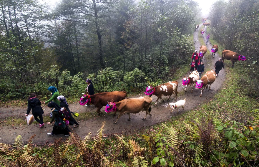 Black Sea highland migration