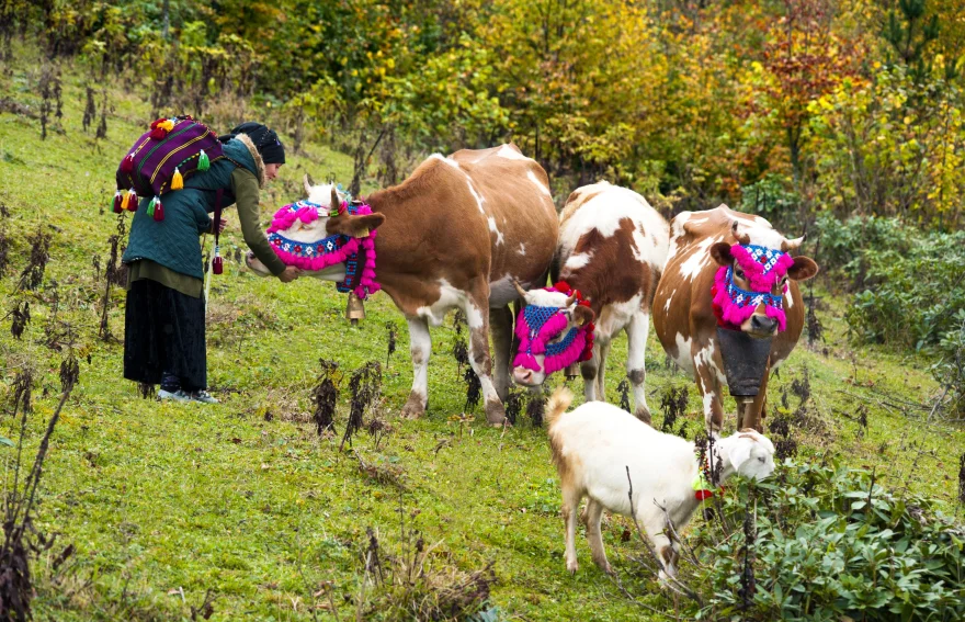 Black Sea Highlands