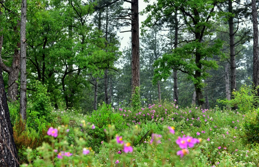 Black Sea Nature - Turkey