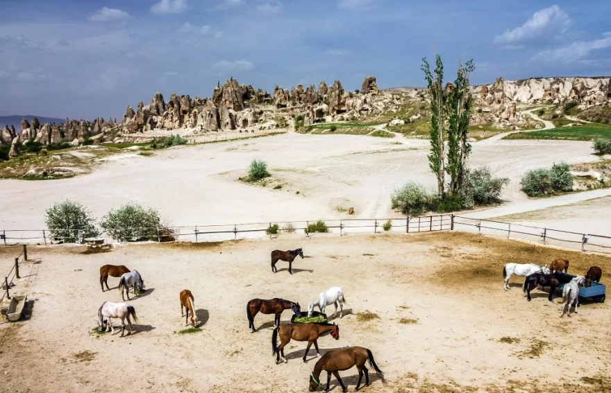 Horse Safari Farms