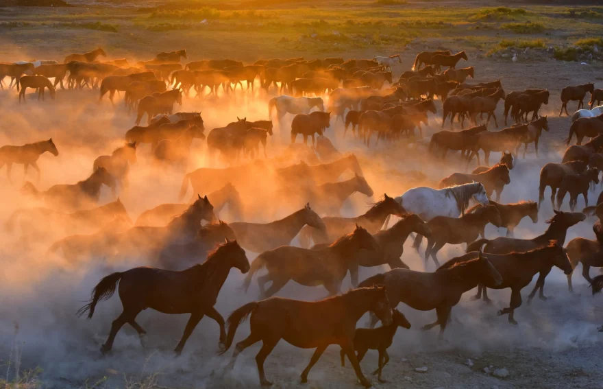 Cappadocia Horses