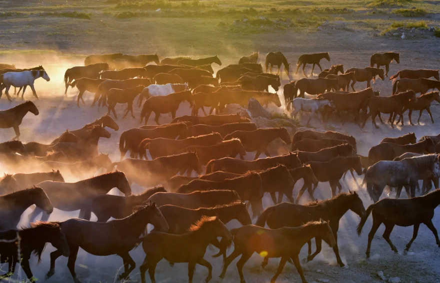 Horses of Cappadocia