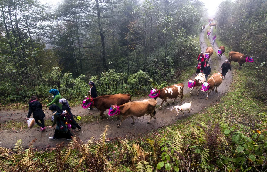 Black Sea Highland Migration