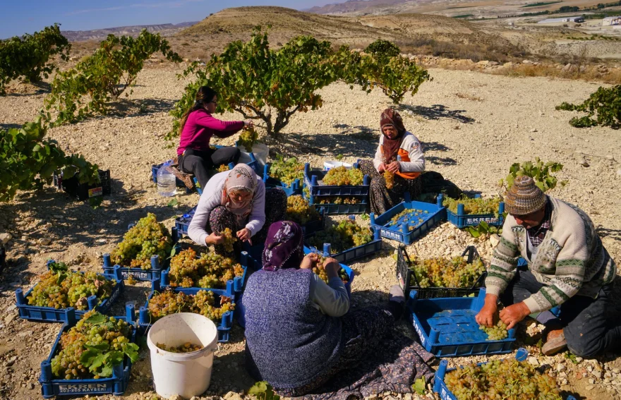 Grape harvest in Cappadocia