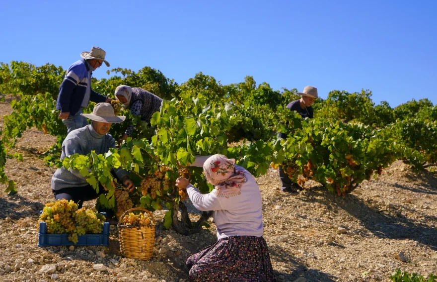 Grape harvest in Cappadocia
