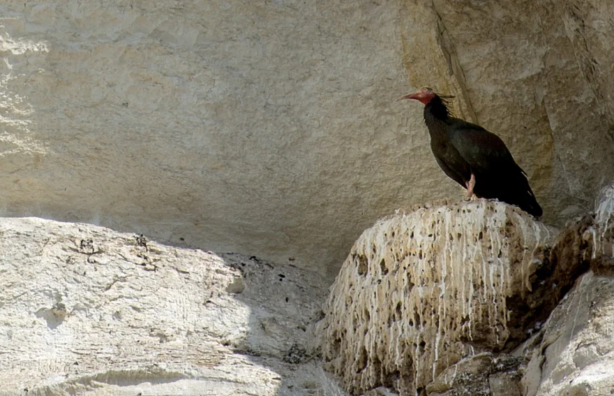 Keleynak Birds - Urfa 