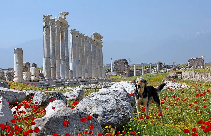 Laodicea
