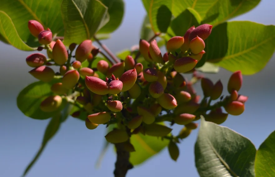 Green Pistachios Gaziantep