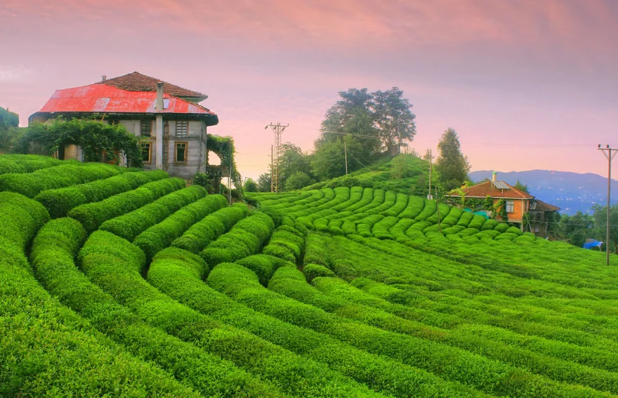 Rize Tea Fields