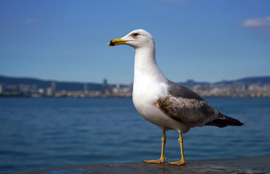 Seagull of Princes Island