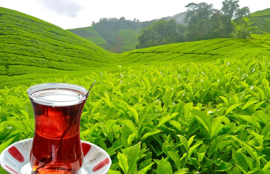 Tea Garden - Rize