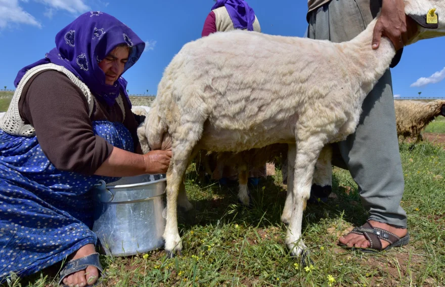 Nomad Life in Anatolia